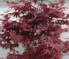 Japán juhar - Acer palmatum "Red Emperor" K2