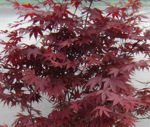 Japán juhar - Acer palmatum "Red Emperor" K2