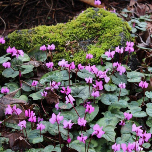 Télálló ciklámen - Cyclamen coum - ciklámen