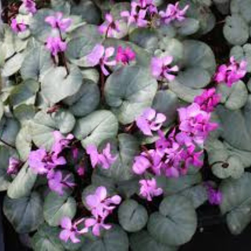 Télálló ciklámen - Cyclamen coum - ciklámen