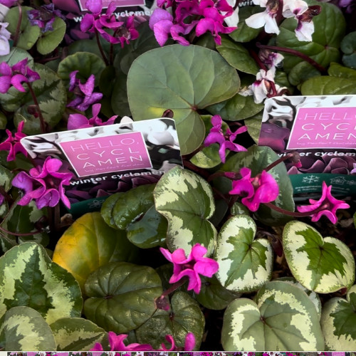 Télálló ciklámen - Cyclamen coum - ciklámen