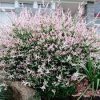 Tarkalevelü Japán fűz - Salix Integra "Flamingo"