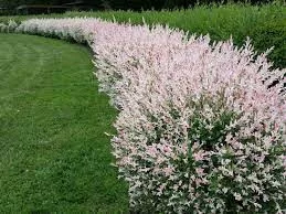 Tarkalevelü Japán fűz - Salix Integra "Flamingo"