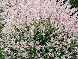 Tarkalevelü Japán fűz - Salix Integra "Flamingo"