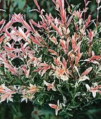 Tarkalevelü Japán fűz - Salix Integra "Flamingo"
