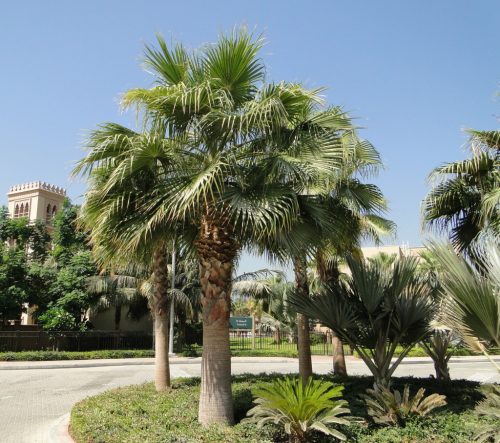 Washington pálma - Washingtonia robusta