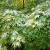 Japán juhar - Acer palmatum "Orange Dream" - Cs15