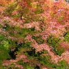 Japán juhar - Acer palmatum "Orange Dream" - Cs15