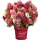 Talajtakaró bugás hortenzia - Hydrangea paniculata "Groundbreaker Ruby" K1,5