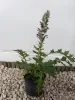 Balkáni medveköröm- Acanthus hungaricus 