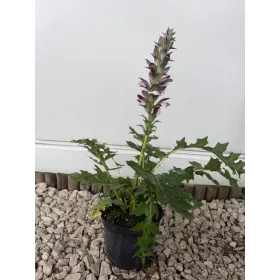 Balkáni medveköröm- Acanthus hungaricus 