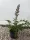 Balkáni medveköröm- Acanthus hungaricus 