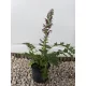 Balkáni medveköröm- Acanthus hungaricus 