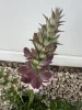 Balkáni medveköröm- Acanthus hungaricus 