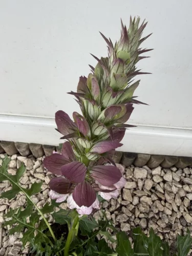 Balkáni medveköröm- Acanthus hungaricus 