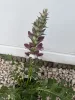Balkáni medveköröm- Acanthus hungaricus 