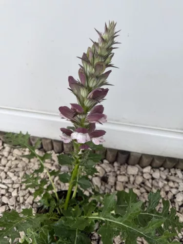 Balkáni medveköröm- Acanthus hungaricus 