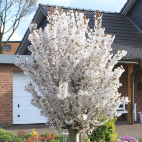   Törpe Japán díszcseresznye - Prunus nipponica ‘Brillant’ Törzs: 80 cm