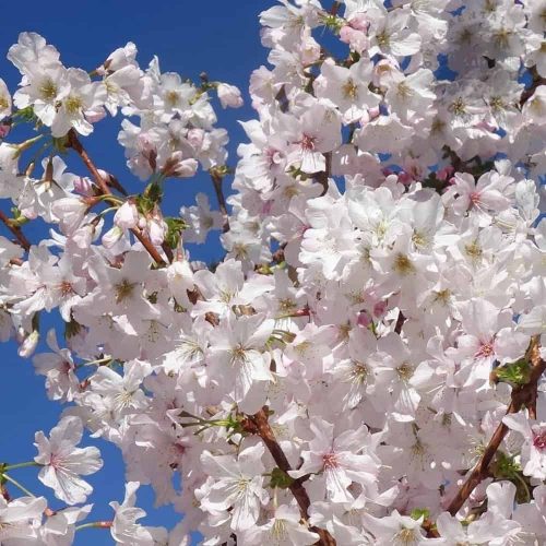 Törpe Japán díszcseresznye - Prunus nipponica ‘Brillant’ Törzs: 80 cm
