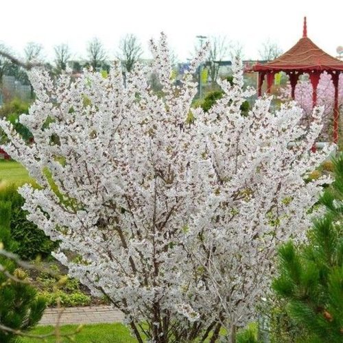 Törpe Japán díszcseresznye - Prunus nipponica ‘Brillant’ Törzs: 80 cm