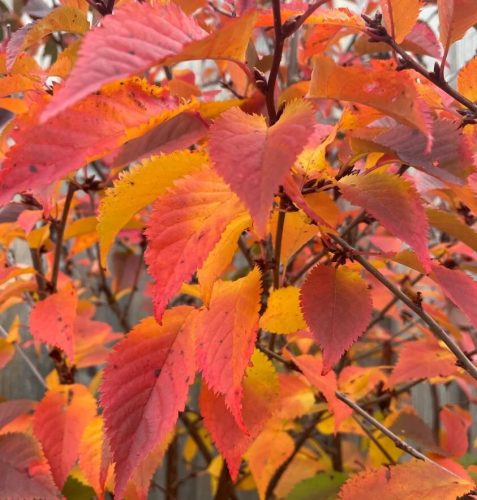 Törpe Japán díszcseresznye - Prunus nipponica ‘Brillant’ Törzs: 80 cm