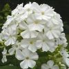 Bugás lángvirág - Phlox paniculata "White Spar"