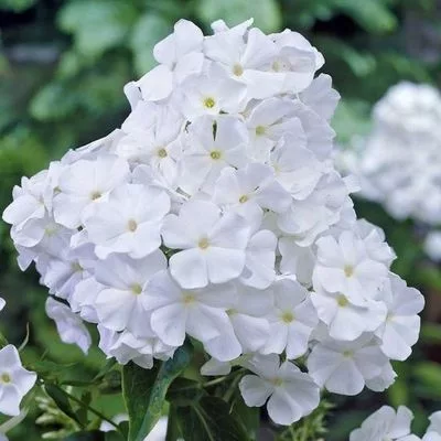 Bugás lángvirág - Phlox paniculata "White Spar"