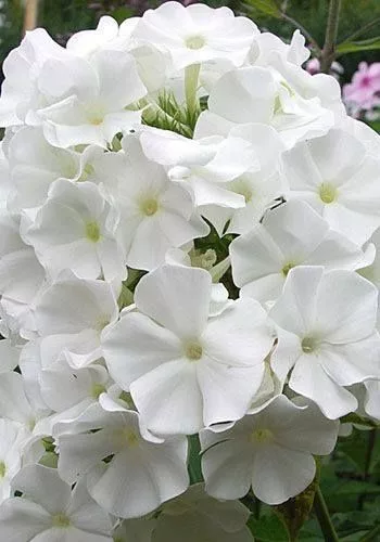 Bugás lángvirág - Phlox paniculata "White Spar"