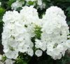 Bugás lángvirág - Phlox paniculata "White Spar"