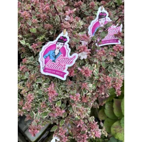 Tárnicslonc - Abelia × grandiflora ’Land Lady’s’