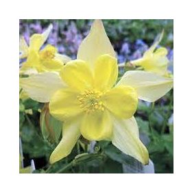    Vajsárga harangláb - Aquilegia caerulea 'Spring Magic Yellow'