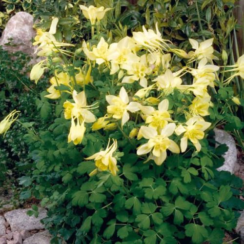  Vajsárga harangláb - Aquilegia caerulea 'Spring Magic Yellow'