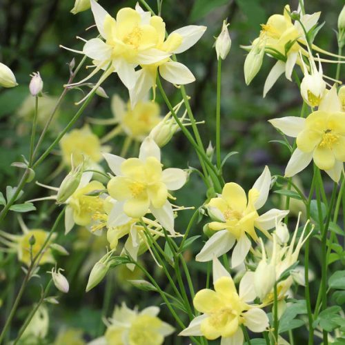  Vajsárga harangláb - Aquilegia caerulea 'Spring Magic Yellow'