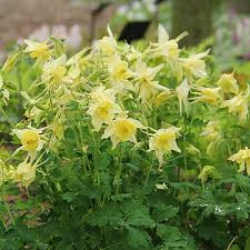  Vajsárga harangláb - Aquilegia caerulea 'Spring Magic Yellow'