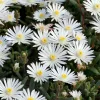 Kristályvirág / Délvirág - Delosperma cooperi 'Graaf Reinet'