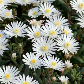   Kristályvirág / Délvirág - Delosperma cooperi 'Graaf Reinet'