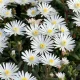 Kristályvirág / Délvirág - Delosperma cooperi 'Graaf Reinet'