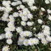 Kristályvirág / Délvirág - Delosperma cooperi 'Graaf Reinet'