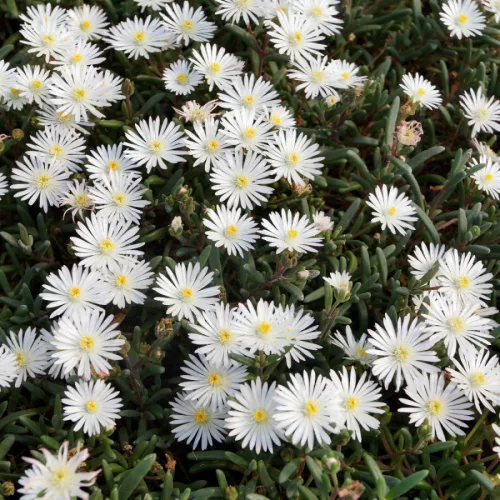Kristályvirág / Délvirág - Delosperma cooperi 'Graaf Reinet'