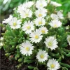 Kristályvirág / Délvirág - Delosperma cooperi 'Graaf Reinet'