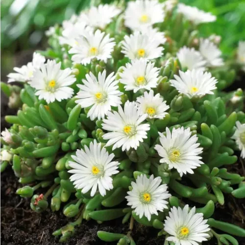 Kristályvirág / Délvirág - Delosperma cooperi 'Graaf Reinet'