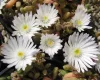 Kristályvirág / Délvirág - Delosperma cooperi 'Graaf Reinet'