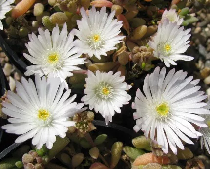 Kristályvirág / Délvirág - Delosperma cooperi 'Graaf Reinet'