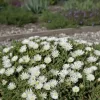 Kristályvirág / Délvirág - Delosperma cooperi 'Graaf Reinet'