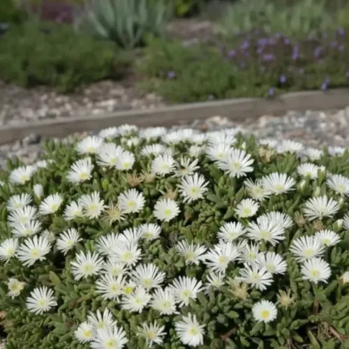 Kristályvirág / Délvirág - Delosperma cooperi 'Graaf Reinet'