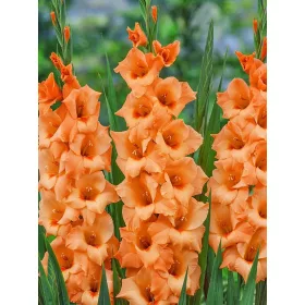 Gladiolus Peter Pears / Kardvirág