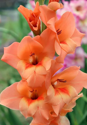 Gladiolus Peter Pears / Kardvirág