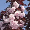 Vörös levelű Japán díszcseresznye - Prunus serrulata ‘Royal Burgundy" 