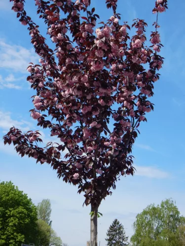 Vörös levelű Japán díszcseresznye - Prunus serrulata ‘Royal Burgundy" 