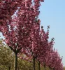 Vörös levelű Japán díszcseresznye - Prunus serrulata ‘Royal Burgundy" 